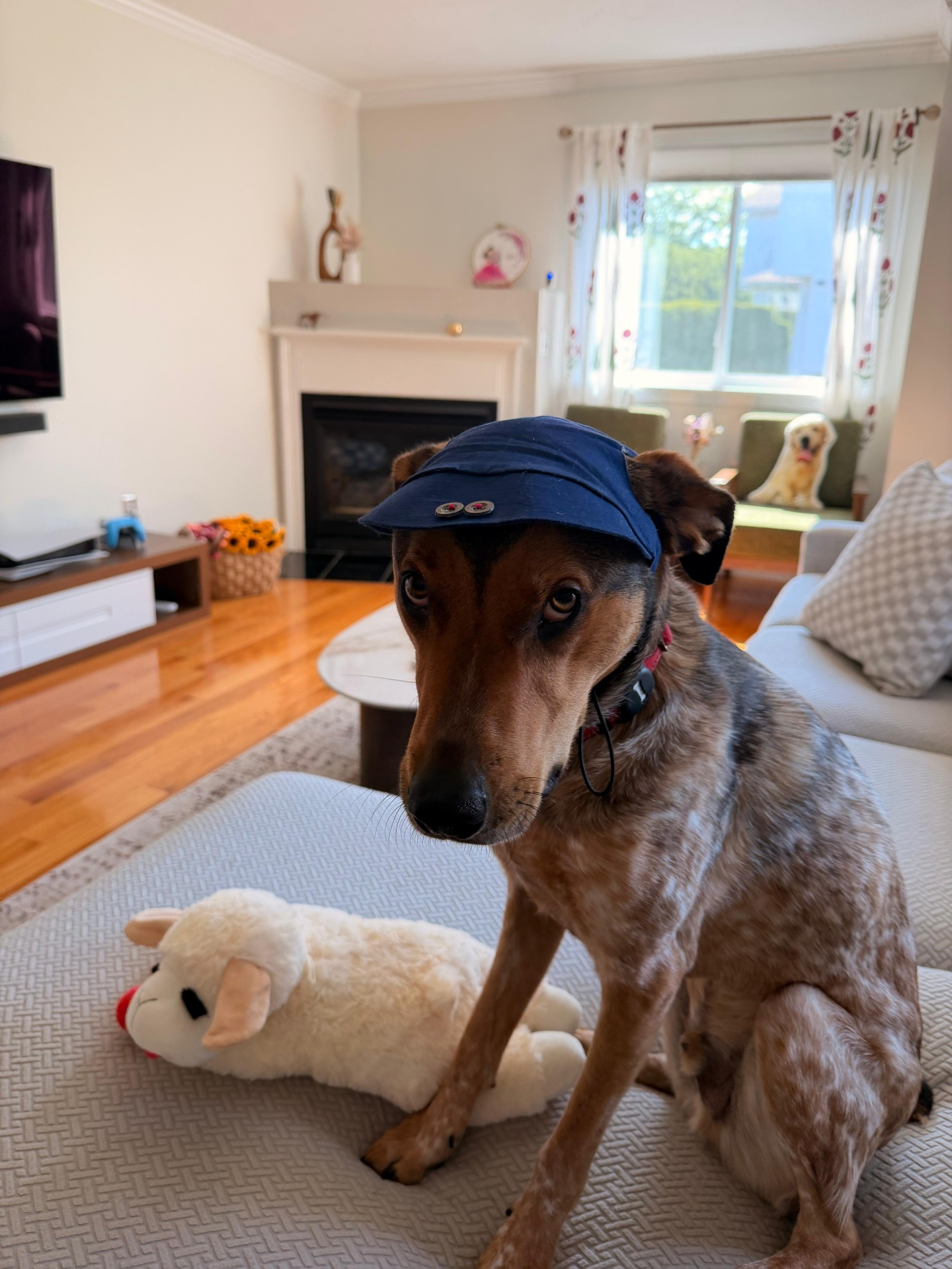Pup in a navy Puptrendz cap